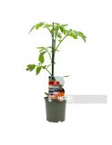 TOMATE MARMANDE AZUL PACK 1