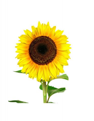 GIRASOL PACK 1