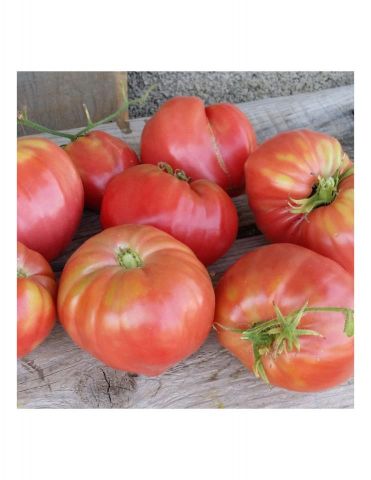 TOMATE ROSA DE GIPUZKUA PACK 1