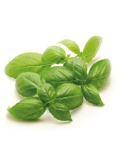 ALBAHACA HOJA PEQUEÑA MACETA 1 