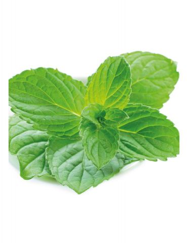 MENTA MACETA 13