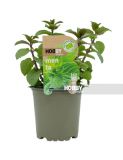 MENTA MACETA 13