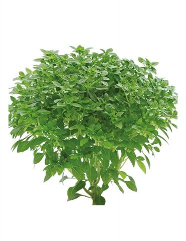ALBAHACAHOJAPEQUEÑA PACK 1ECO