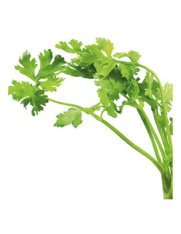CILANTRO PACK 1 ECO