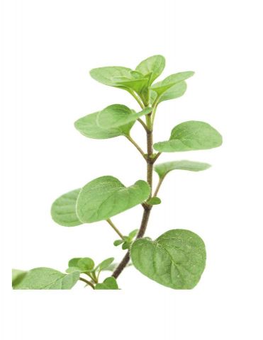 OREGANO PACK 1 ECO 