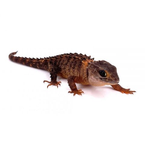 Tribolonotus novaeguineae