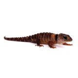 Tribolonotus novaeguineae