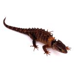 Tribolonotus novaeguineae