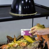 Tarjeta medidora de UV REPTIZOO (2 uds.)